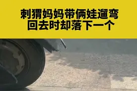 8月24日 河南郑州  刺猬妈妈带俩娃遛弯  回去时却落下一个#捕捉一只小可爱 #动物的迷惑行为 #河南dou知道 