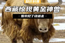 西藏惊现“黄金神兽”，重达1600多斤，雪豹见了也要绕道走！ （1）#黄金神兽 #金丝野牦牛 #揭秘 #涨知识视频封面