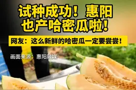 试种成功！惠阳也产哈密瓜啦！#惠阳  #哈密瓜 @抖音短视频 @DOU+小助手 #优质农产品视频封面