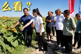 葵花垂头不担心，经验分享给你说
#葵花籽 #葵花 #农业种植视频封面