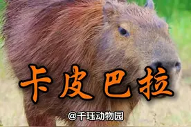 卡皮巴拉，不是雷霆嘎巴~ #卡皮巴拉 #搞笑动物解说 #水豚视频封面