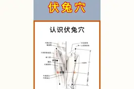 初识伏兔穴 这个穴位位于大腿前侧，当髂前上棘与髌骨外缘连线上，髌底上6寸处，按摩时，以拇指指腹垂直按压穴位，力度由轻至重，以局部酸胀为度，每次按揉2-3分钟，每日2-3次。此穴可疏通经络、强腰膝，主治下肢痿痹、腰腿疼痛、膝关节酸痛，脚气#伏兔穴 #脚气 #膝关节疼痛
