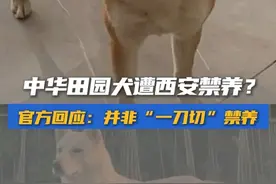 中华田园犬遭西安禁养？官方回应：禁养中华田园犬指的是“含有一些禁养犬血统的中华田园犬”
#柴犬 #中华田园犬 #禁犬令