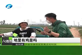 河南开封：地里来了很多野鸡，大妈：庄稼快被它叨完了#田地 #野鸡 #河南dou知道  视频封面