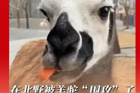 在北野被羊驼“围攻”了！网友在北京野生动物园第一视角拍摄投喂大羊驼，全程参与互动感拉满！羊驼：餐车终于来了！#羊驼 #北京野生动物园视频封面