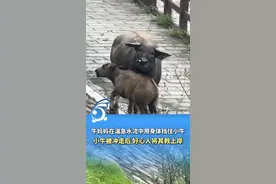 万物皆有灵！牛妈妈在湍急水流中用身体挡住小牛，小牛被冲走后，好心人将其救上岸。