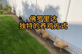 为什么给鸡建设隧道？这是一种独特的养鸡方式。 #佛罗里达州不养闲人#养鸡  #科普 #涨知识 #有趣视频封面