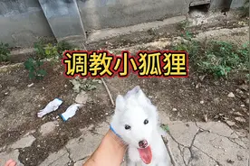 狐狸不听话怎么办？兄弟们有没有办法？给支个招。#农村生活