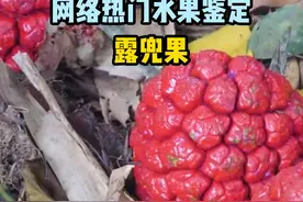 现在骗人的伎俩是越来越低级了 #青少年课外知识讲堂 #奇葩水果 #植物科普 #野果子有认识的吗 #露兜树视频封面