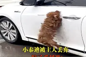 小泰迪被主人丢弃，从此疯狂拦车 #泰迪 #流浪狗 #宠物视频封面