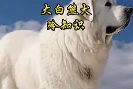 大白熊犬冷知识 #大白熊 #萌宠出道计划 #宠物