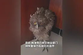 大眼“萌”禽出没 警民接力救助（供稿：云南德宏盈江边境管理大队 李小爽 杨洁）视频封面