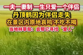 “一生只爱一个伴侣！”#丹顶鹤因伴侣走失原地哀鸣不吃不喝  当地林草局：会帮它寻找“爱人”。#丹顶鹤的故事 #野生动物