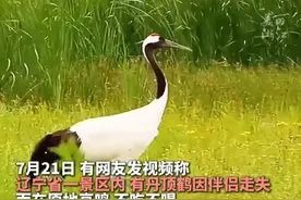 “一生只爱一个伴侣！”#丹顶鹤因伴侣走失原地哀鸣不吃不喝  当地林草局：会帮它寻找“爱人”。#丹顶鹤的故事 #野生动物