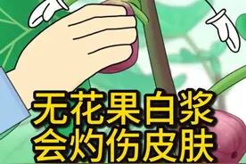 无花果白浆会灼伤皮肤 #无花果 #有趣的知识又增长了 #原创动画 #科普知识 #乡村守护人