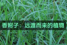 香附子：远渡而来的植物 #草本植物 #身边的草本 #热爱大自然视频封面