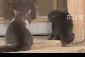 养猫千日，用猫一时！辽宁盘锦40多只猫咪组队守粮仓视频封面