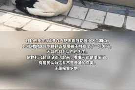合肥一小区楼顶发现受伤“鸟界国宝”东方白鹳 已送至动物园救治 @抖音短视频 视频封面
