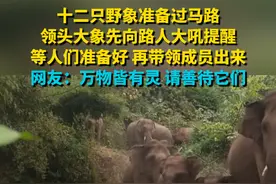 十二只野象准备过马路，领头大象先向路人大吼提醒，等人们准备好再带领成员出来 网友：万物皆有灵 请善待它们视频封面