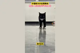 小猫咪从小走路顺拐，网友：因为白袜子不合脚吗