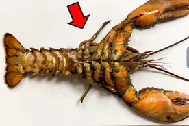 探索龙虾体内的奥秘！——龙虾解剖大揭秘 #波士顿龙虾 #大龙虾