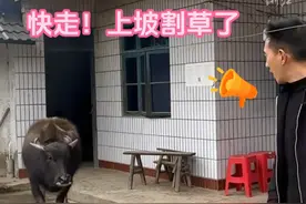 #从邻居那买来的小水牛变成了宠物 ： 能与人互动，希望它自由生活！（来源：@勇锅（奶糖） ）