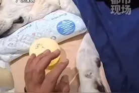 泪目时刻！深圳第一只导盲犬离世，主人赶往其寄宿所在地大连，与曾相伴五年的“奥斯卡”作最后道别：愿你在天堂快乐，谢谢你给我的陪伴。#导盲犬 #主人轻抚去世导盲犬告别视频封面