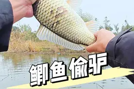 黑坑鲫鱼偷驴 蚯蚓拉黑坑钓鲫鱼#冬天钓鲫鱼有多爽 #2024dou来钓鱼 #原来钓鱼才是抖音运动顶流 #年度运动玩咖爆款清单 #鱼栖林小羽毛视频封面