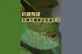 这就是完全变态！看我如何给毛毛虫造个家！ 希望可以记录大尾大蚕蛾这种华丽又神奇的蛾类成长史#万物有灵