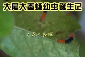 这就是完全变态！看我如何给毛毛虫造个家！ 希望可以记录大尾大蚕蛾这种华丽又神奇的蛾类成长史#万物有灵