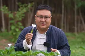 古人用它做蒙汗药，华佗用它做麻沸散，路边很常见，认识一下！ #曼陀罗 #麻沸散 #蒙汗药 #植物科普