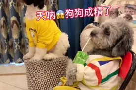 天呐，狗狗竟然会自己开车买菜 #萌宠成精了 #狗狗买菜 #内容过于真实 #专治不开心视频封面