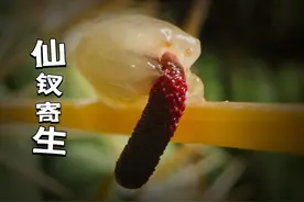 仙钗寄生开花过程，种子发芽像僵尸触手，导致仙人掌全身开花