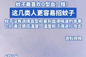 蚊子最喜欢O型血？错！ 这几类人更容易招蚊子 蚊子没有选择血型和鉴别血液味道的本事 它们通过感应温度、湿度和汗液进行攻击#蚊子 #蚊子克星