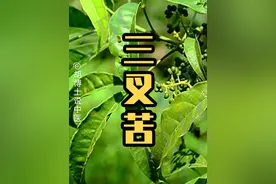 三叉苦也叫三桠苦 #三叉苦 #三桠苦 #植物科普 #药用植物 #胡博士说中医视频封面