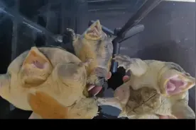 很多刚接触窄桥蛋龟的朋友或许还不知道窄桥因为流域的不同也分…视频封面