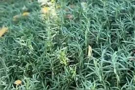 云南人也太豪横了！绿化带里种迷迭香视频封面