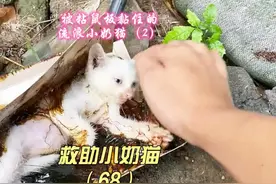 流浪小奶猫遭遇粘鼠板，差点一命呜呼，所幸遇到好心小哥搭救视频封面