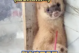 哥们儿，你这一下估计给全东北人都要吓立正了 #黄鼠狼黄大仙 #偷吃的下场 #动物无语瞬间