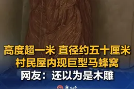 7月26日，广西桂林。有网友发视频称，在村民屋内发现巨型马蜂窝，高度超一米，直径五十厘米左右。网友：这下泡酒有料了。（来源：广西云-南国早报、网友“广西趣味斌哥”）#马蜂  #巨型  #马蜂窝视频封面