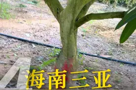 高瑜律师正在海南三亚出差，用法律帮百姓解决实质难题！ #土地征收   #征收补偿   #行政诉讼视频封面