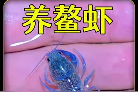 从小养到大的蓝魔虾，5个月后居然变成了桔色？ #神奇动物在抖音