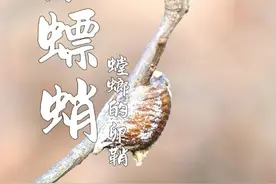 桑螵蛸，螳螂的房子，翻了几个山头终于找到了！ 小时候经常拿来玩，现在却不多见了。#桑螵蛸 #识百草 #中药材  #铁蛸 #山野自然视频封面