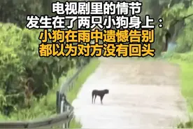 电视剧里的情节发生在了两只小狗身上：小狗在雨中遗憾告别，都以为对方没有回头
