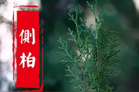 能给你洗头能哄你睡觉还能帮你放松精神的侧柏。 一棵树三种用途，这个侧柏你喜欢吗？#中草药 #一日一植物 #识百草 #药用植物 #植物科普视频封面