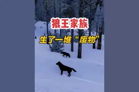 好不容易打下领地，生了四个废物！！ #steam游戏 #野狼迷踪