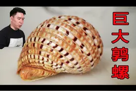 巨无霸海螺，一个2斤重，出锅后口感爽脆贼好吃 #海螺 #黄口鹑螺视频封面