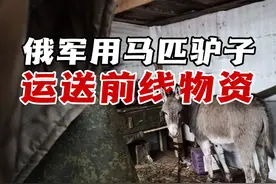 使用驮畜运送前线物资，俄罗斯目前的经济做好打消耗战的准备了吗视频封面