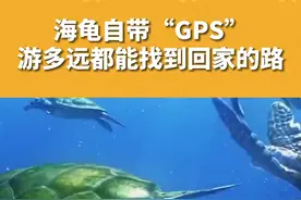 海龟一出生就自带“导航”！#科普 #三农小知识 #海龟 视频封面