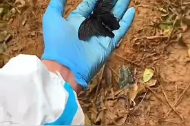3月28日，东航坠机事故现场，一只黑色的蝴蝶轻轻飘落，消防员用手托起，送它飞远……视频封面